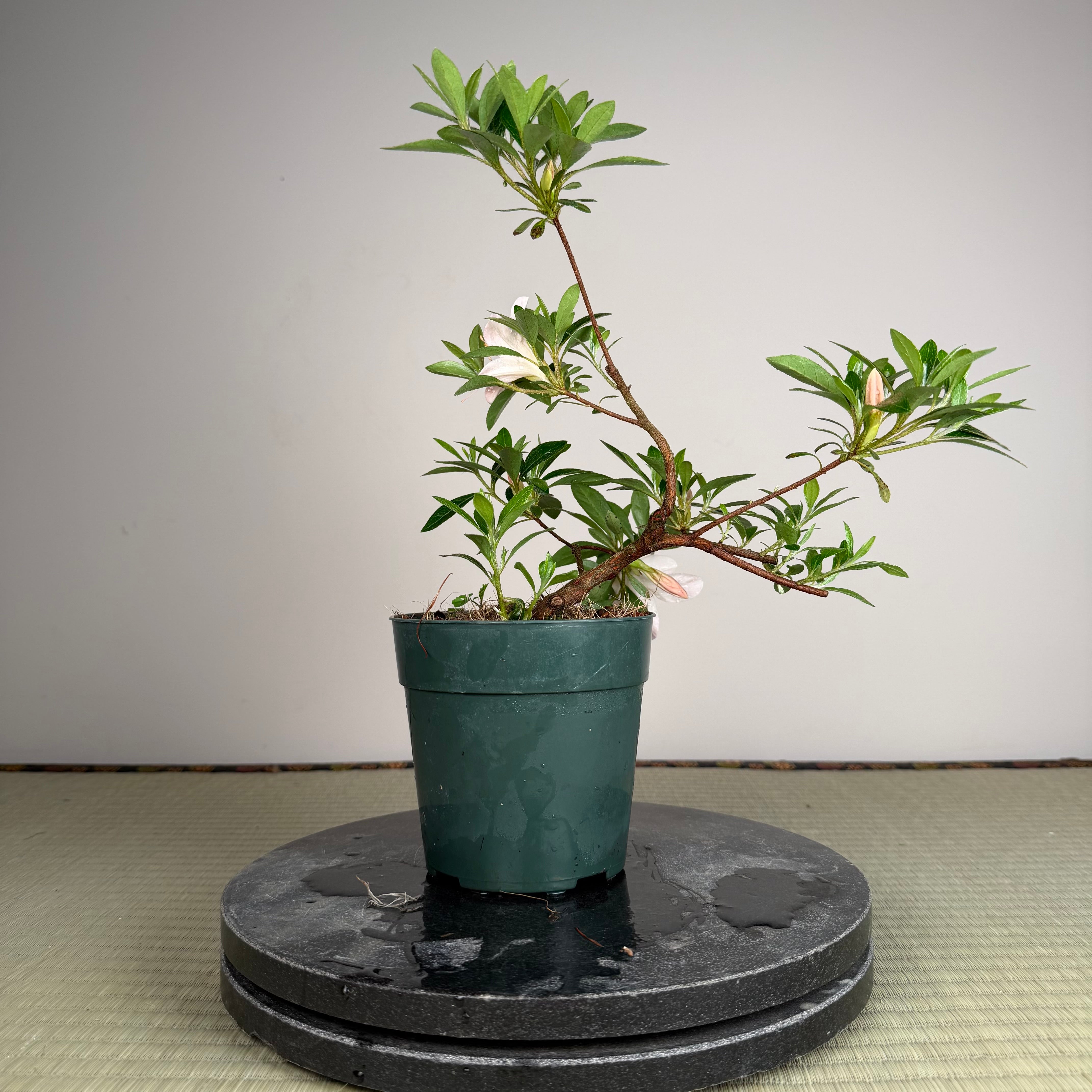 Rhododendron indicum 'Kozan'