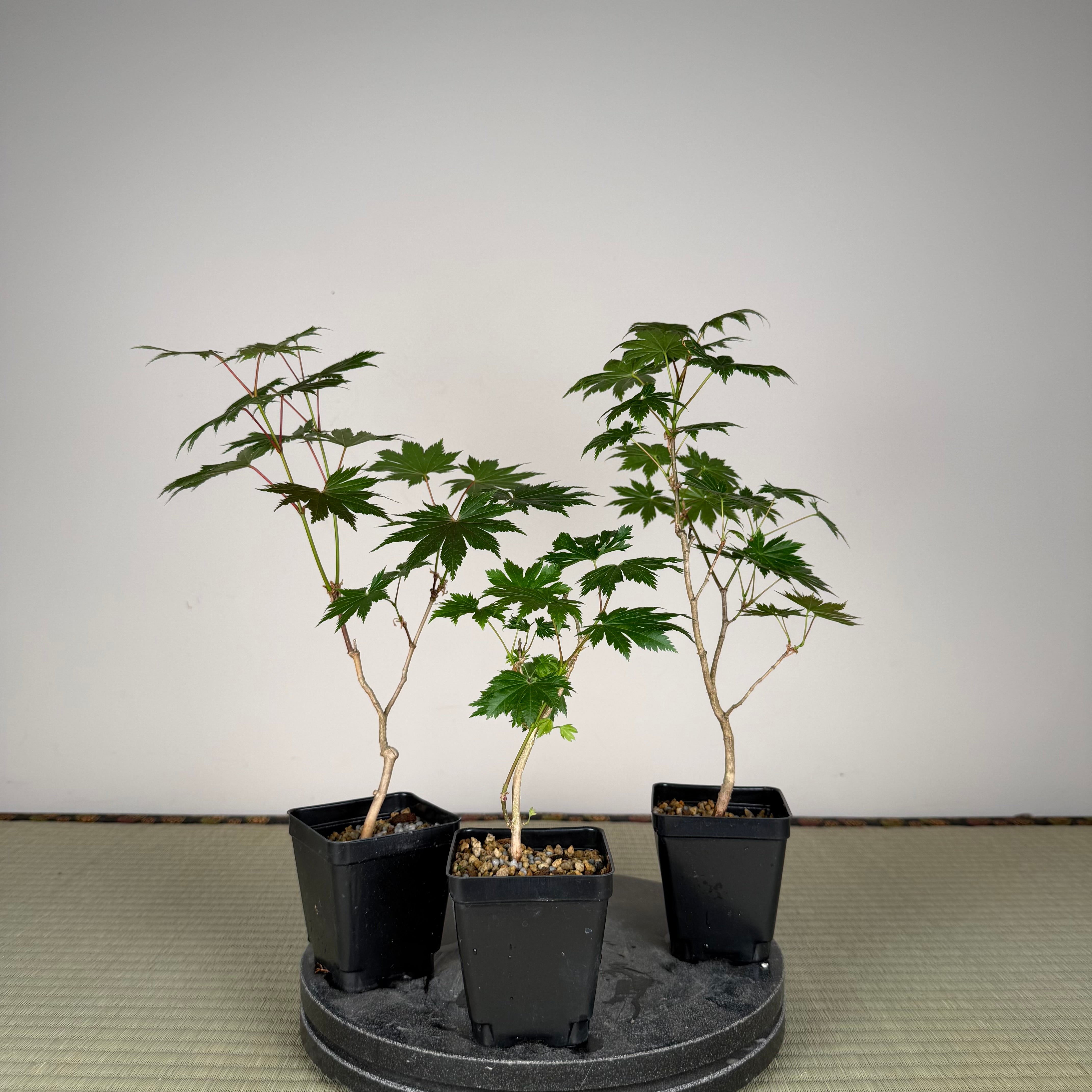 Acer tenuifolium 'Kohauchiwa' (3 units)