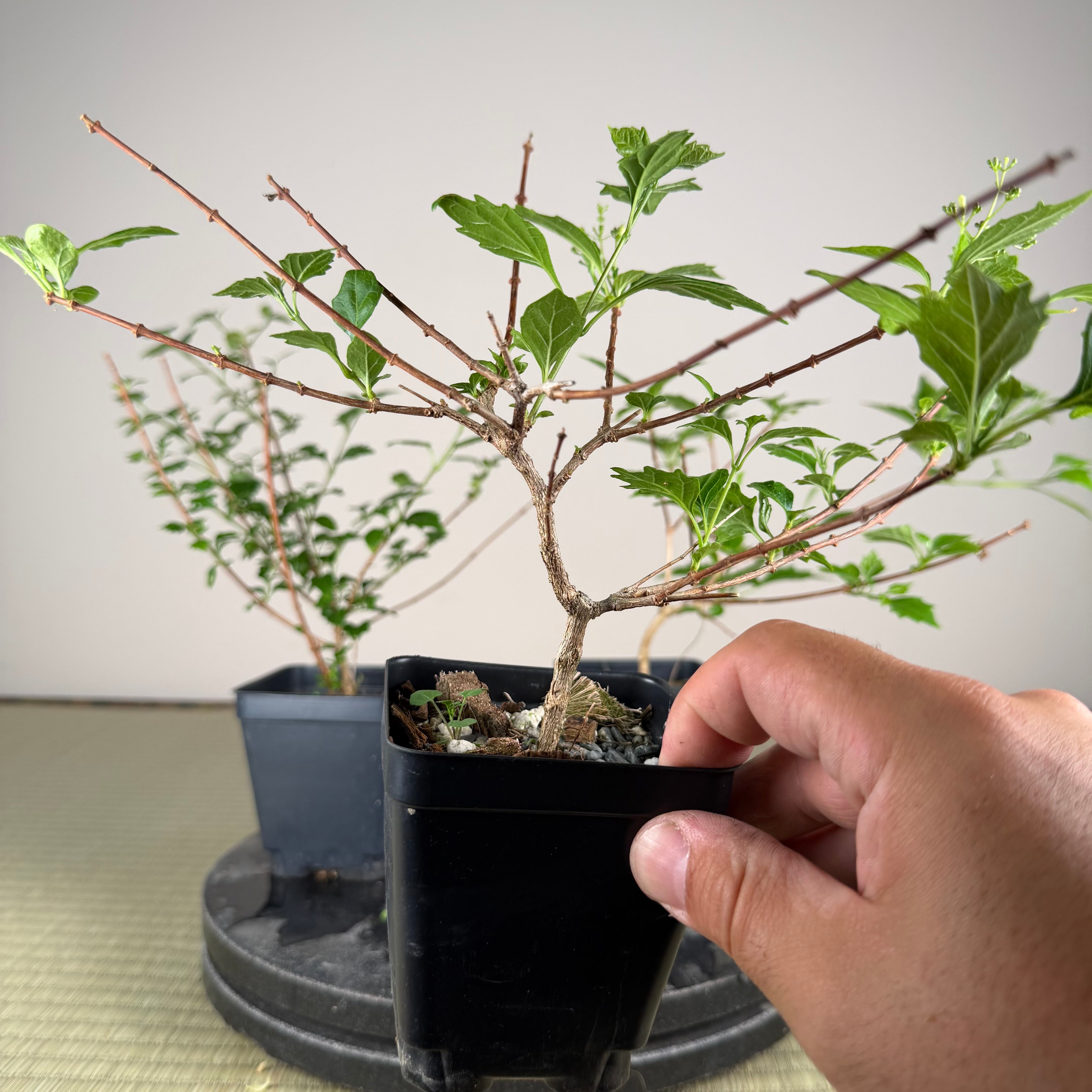 Premna japonica (medium)