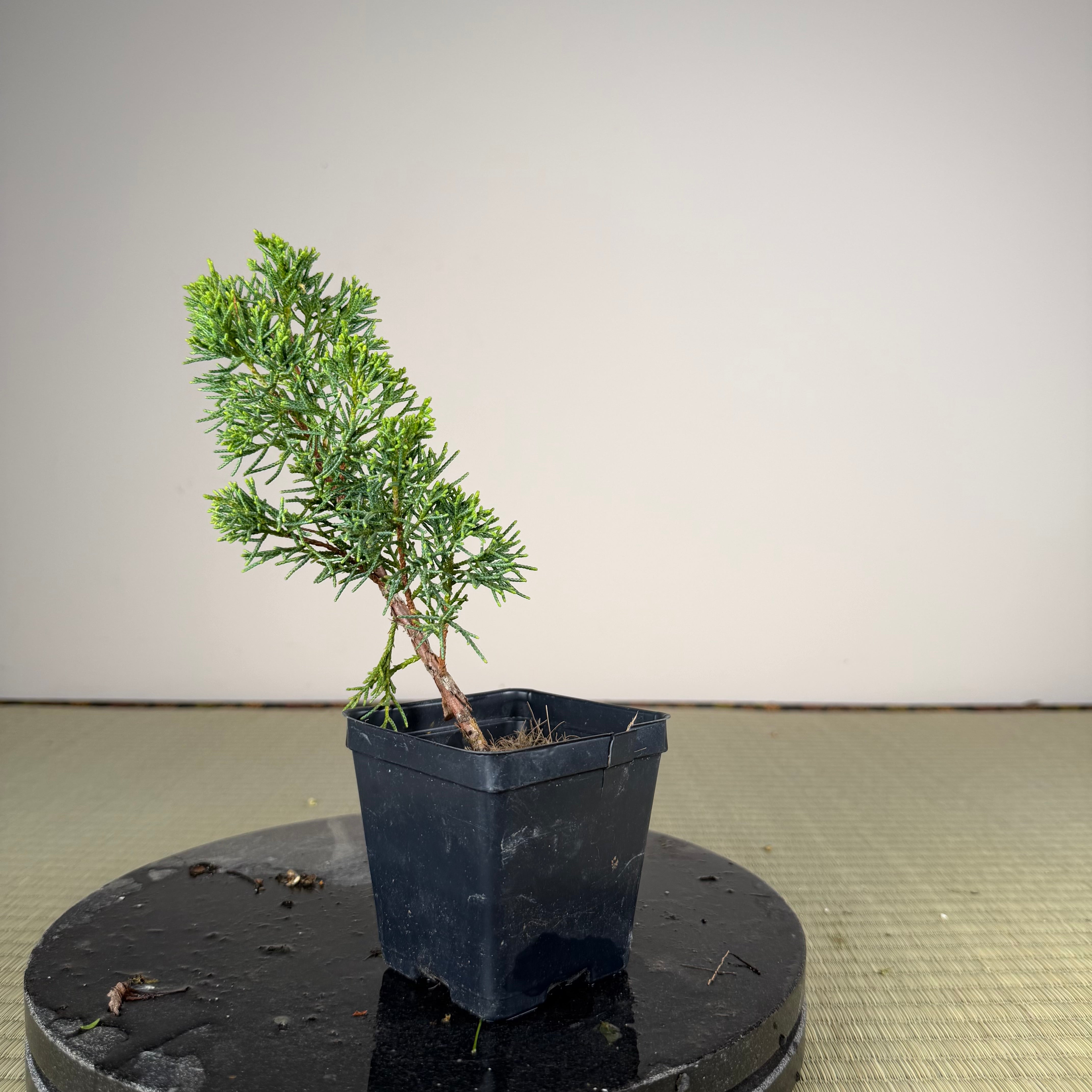 Juniperus (shimpaku)