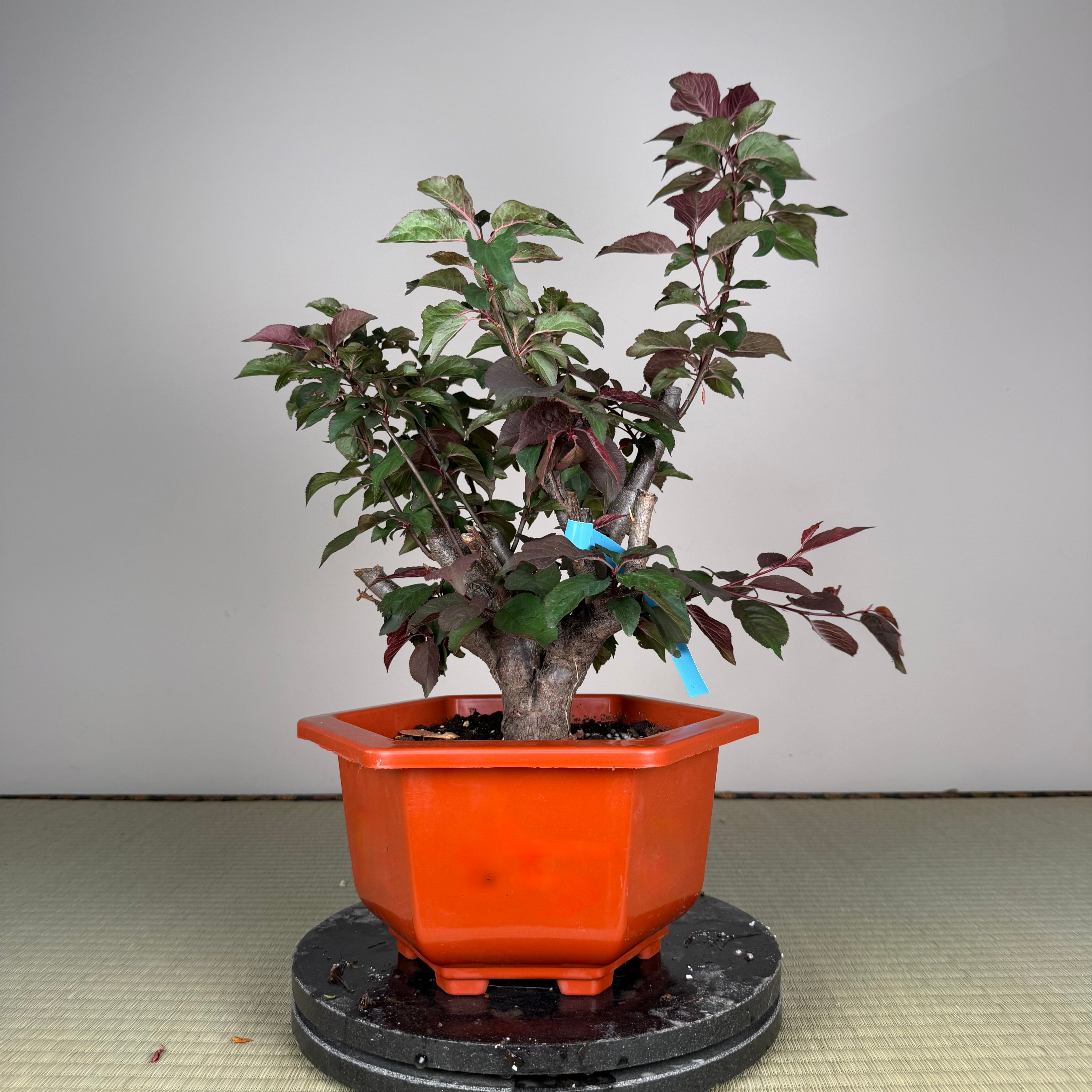 Glycine floribunda