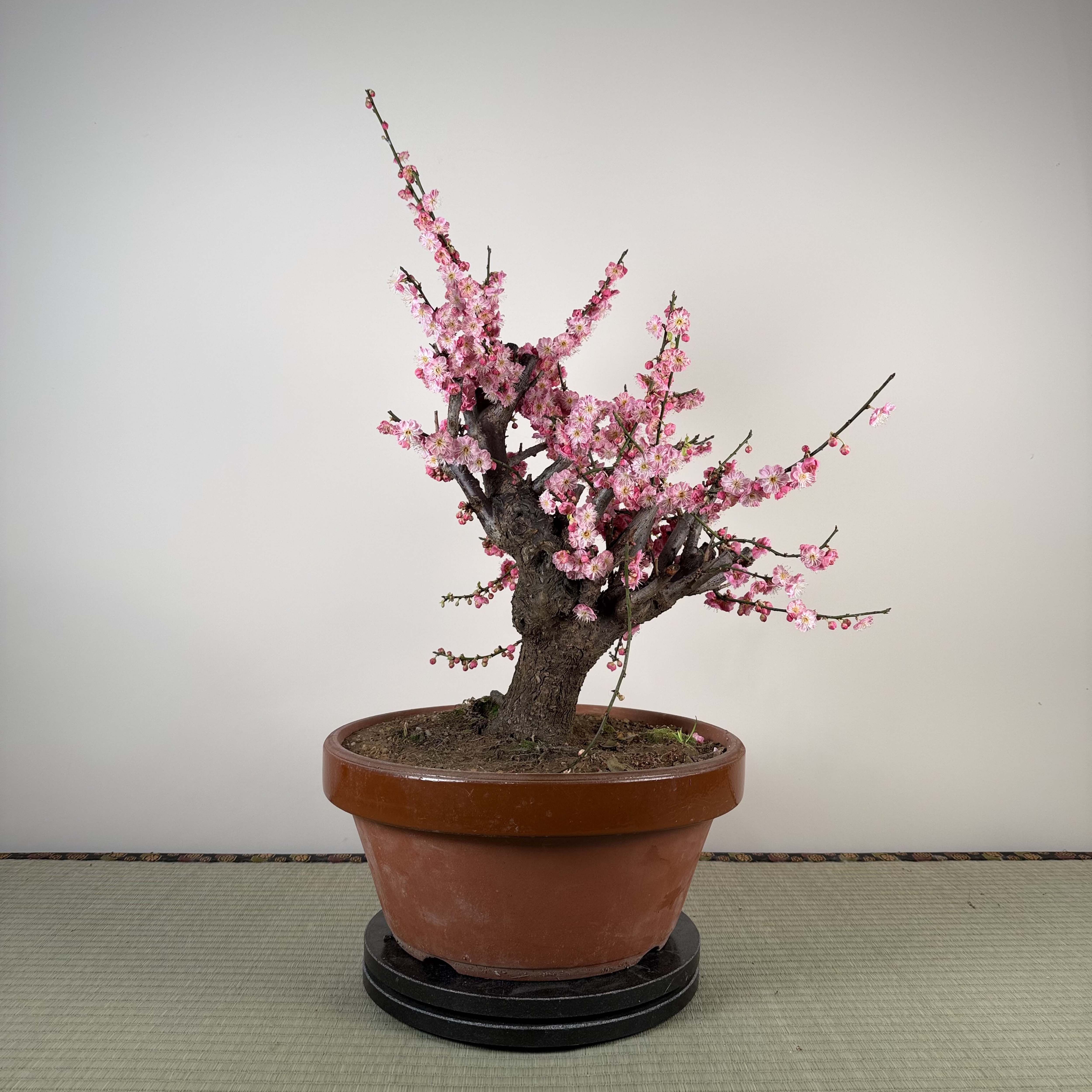 Glycine floribunda