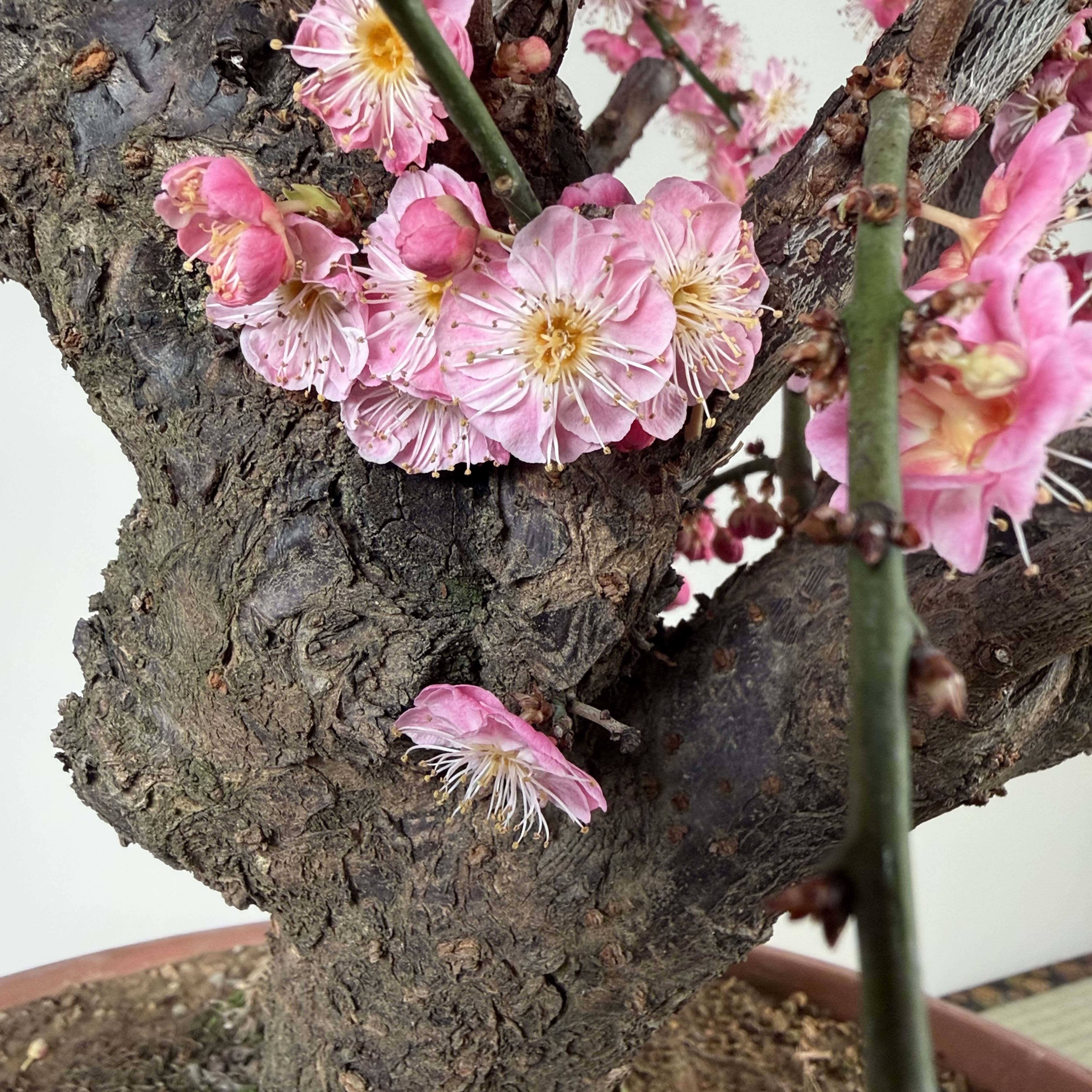 Glycine floribunda