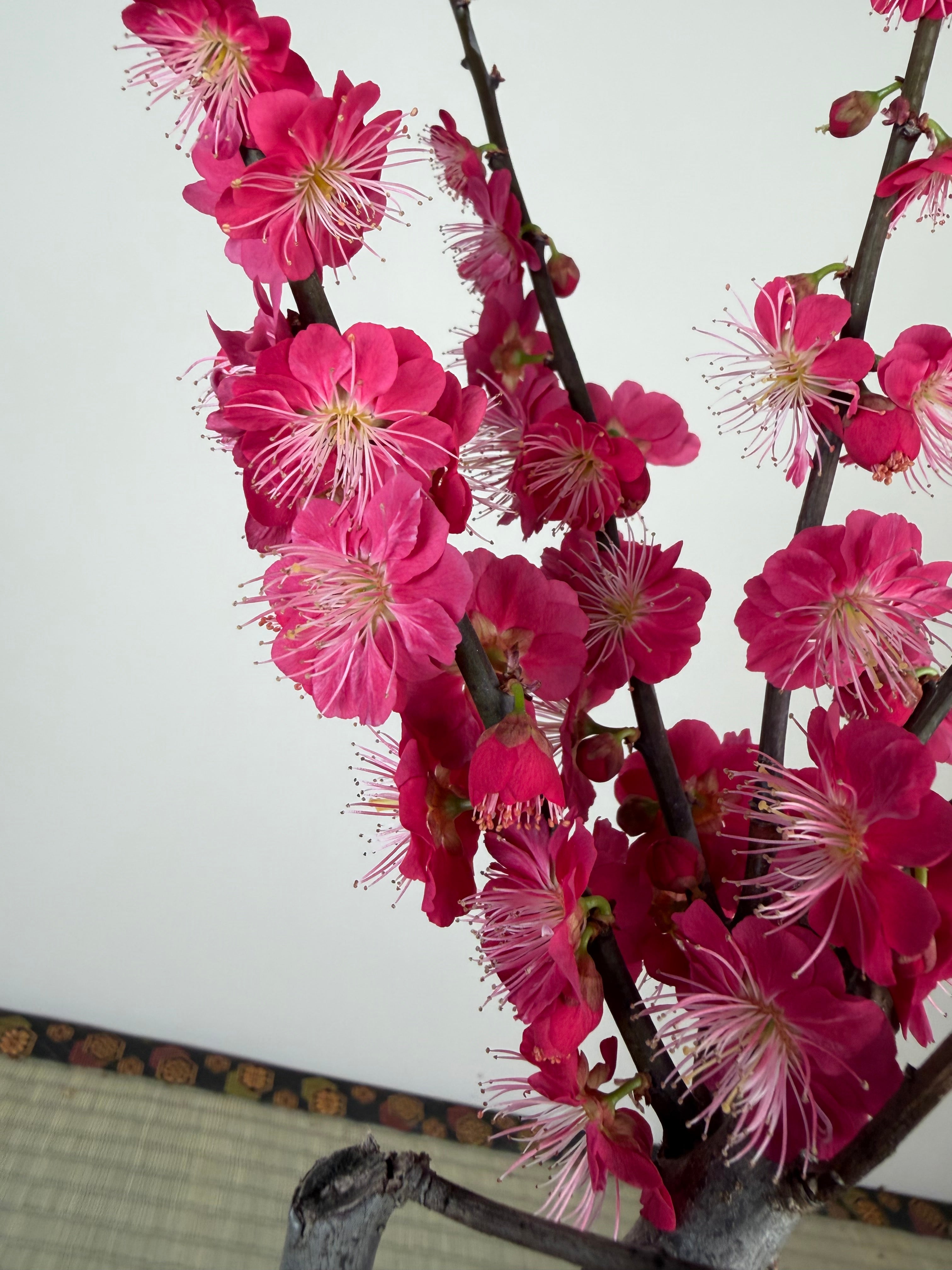 Glycine floribunda