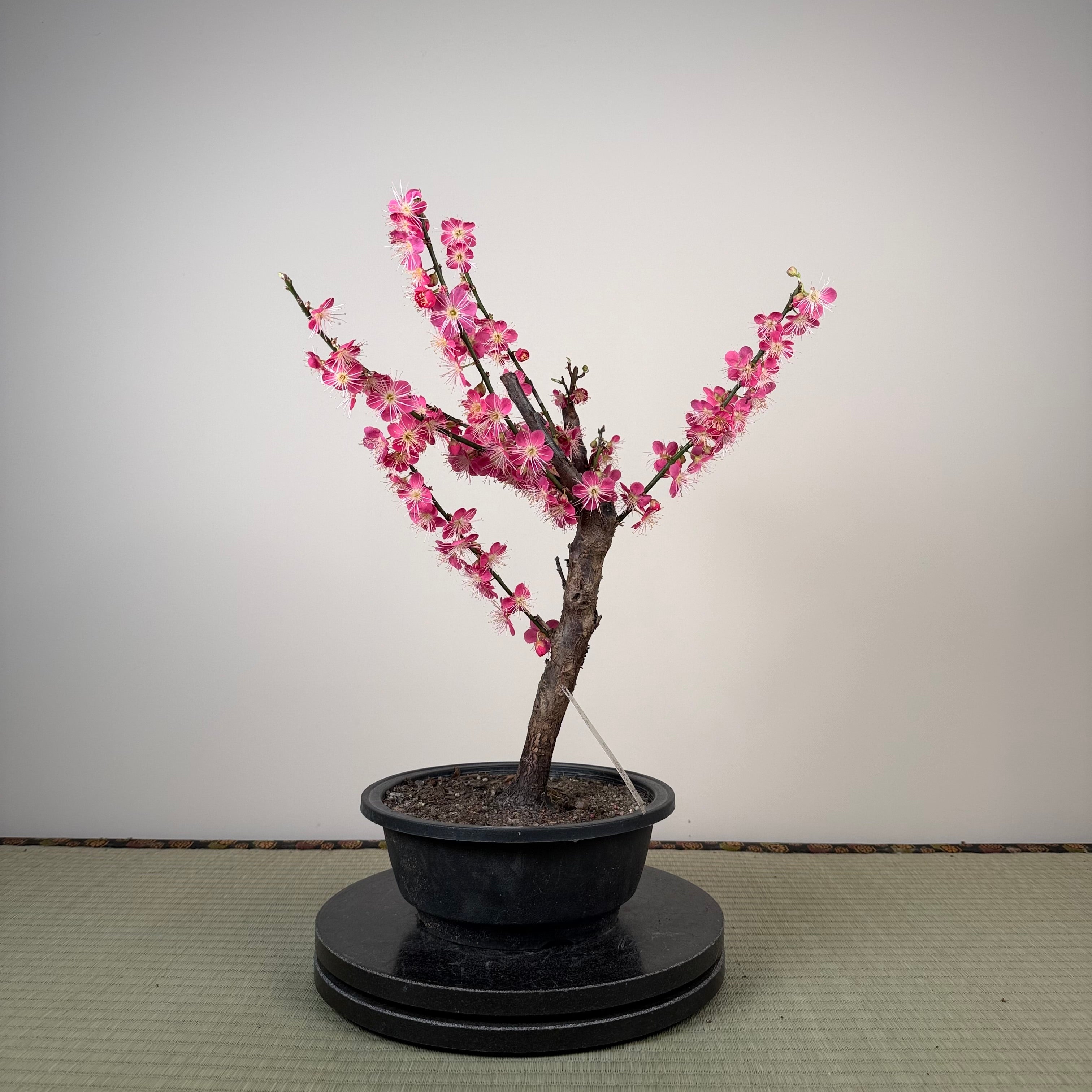 Glycine floribunda