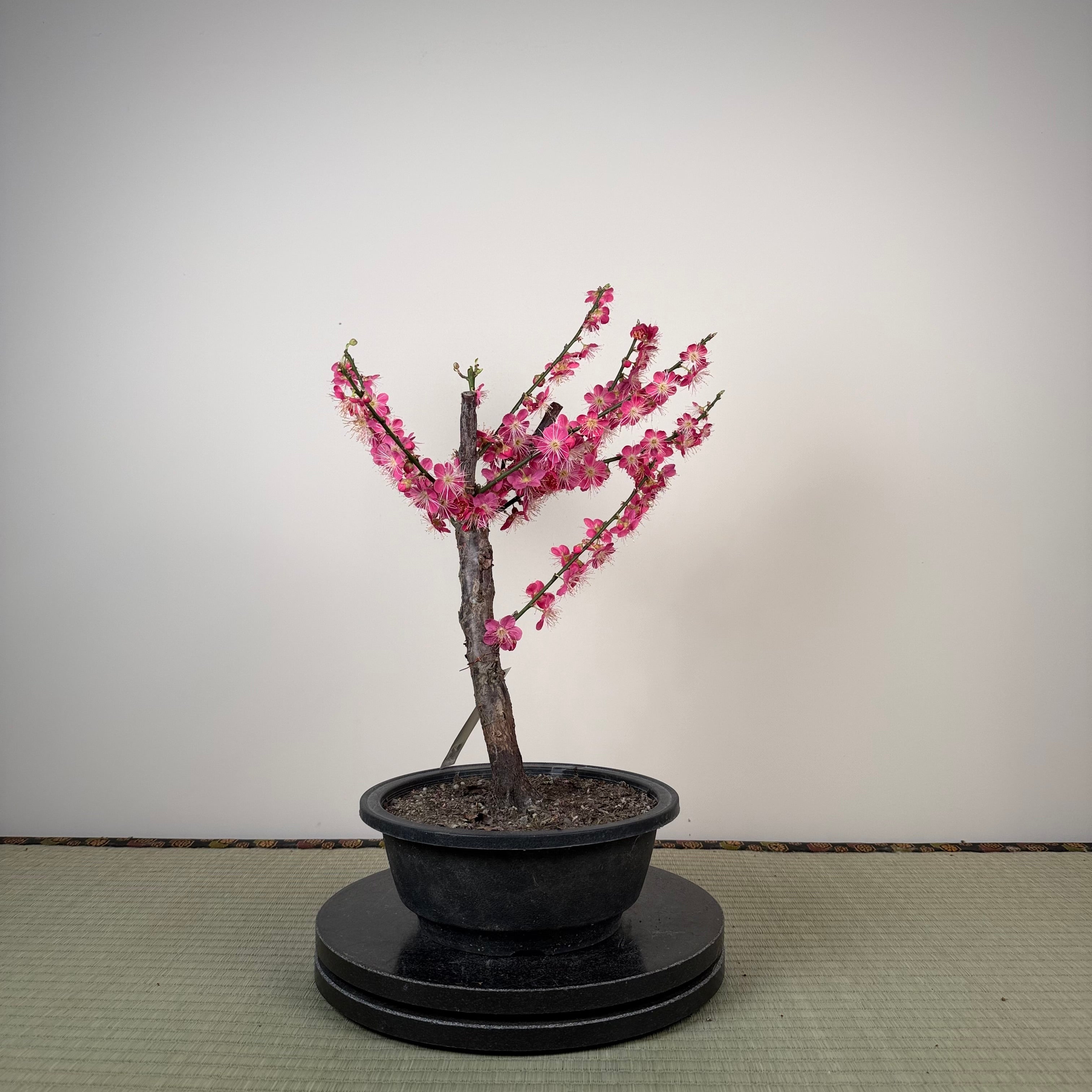 Glycine floribunda