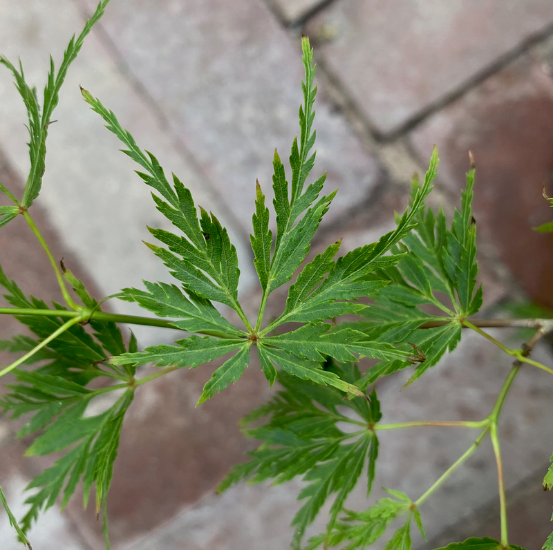 Acer palmatum 'Seiryu'