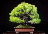 Pinus thunbergii