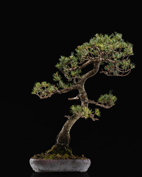 Pinus parvifolia 'Kokonoe'