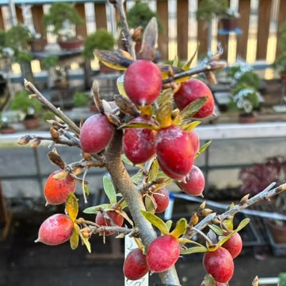 Diospyros rhombifolia (bouture de racine) 'Kurenai Yumeko'