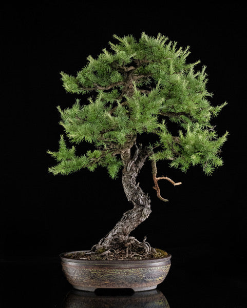 Larix laricina 3