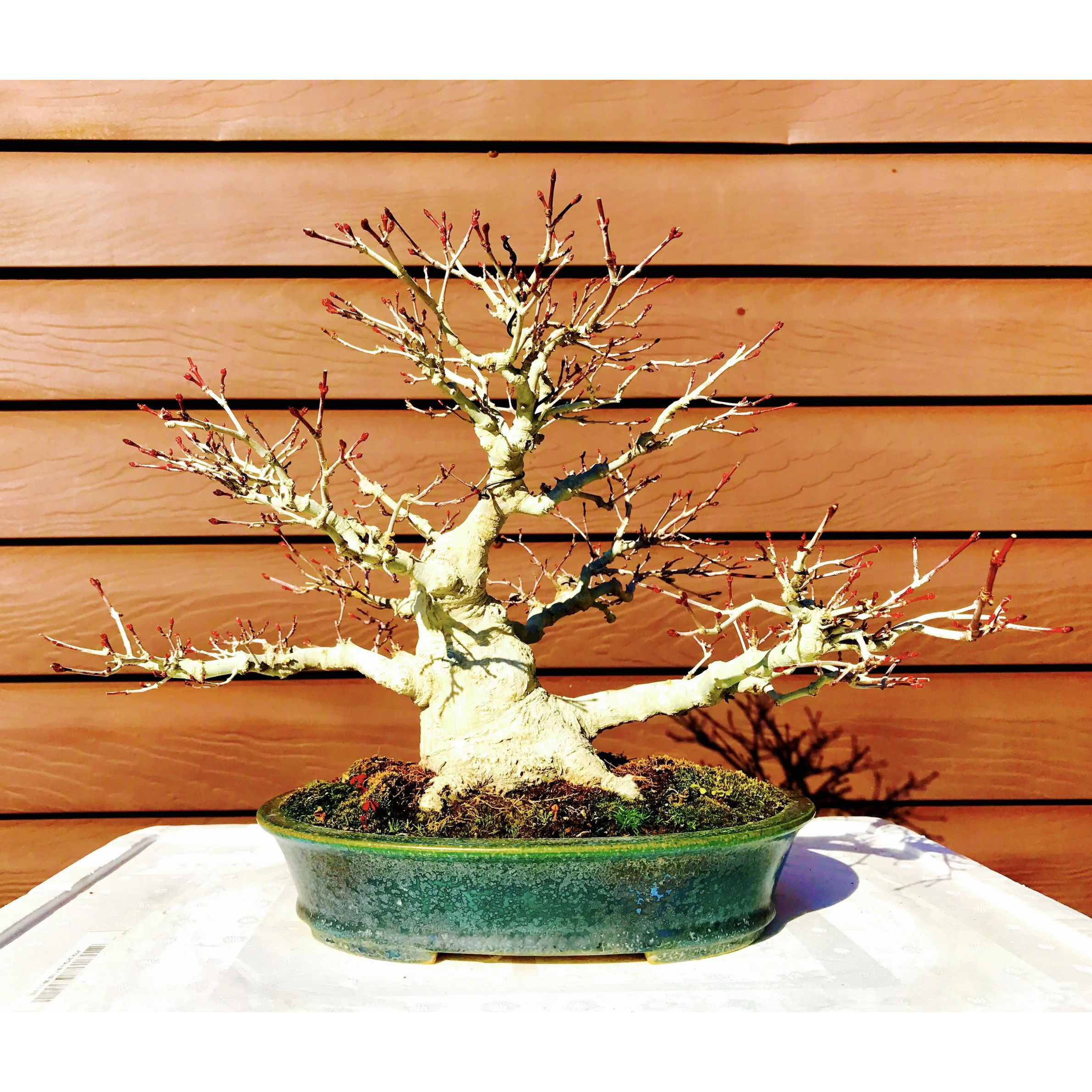 Acer palmatum 'Deshojo'