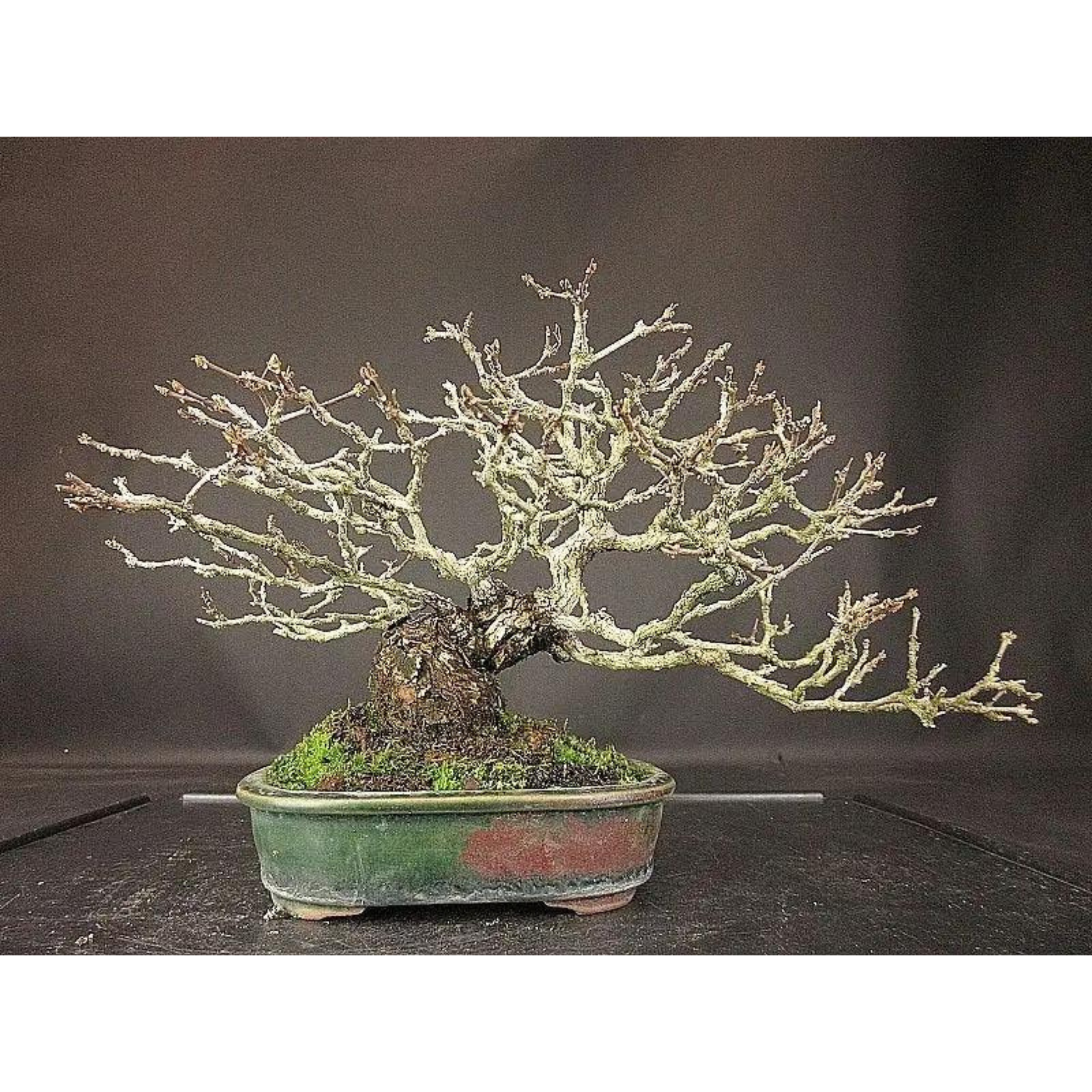 Premna japonica n° 2