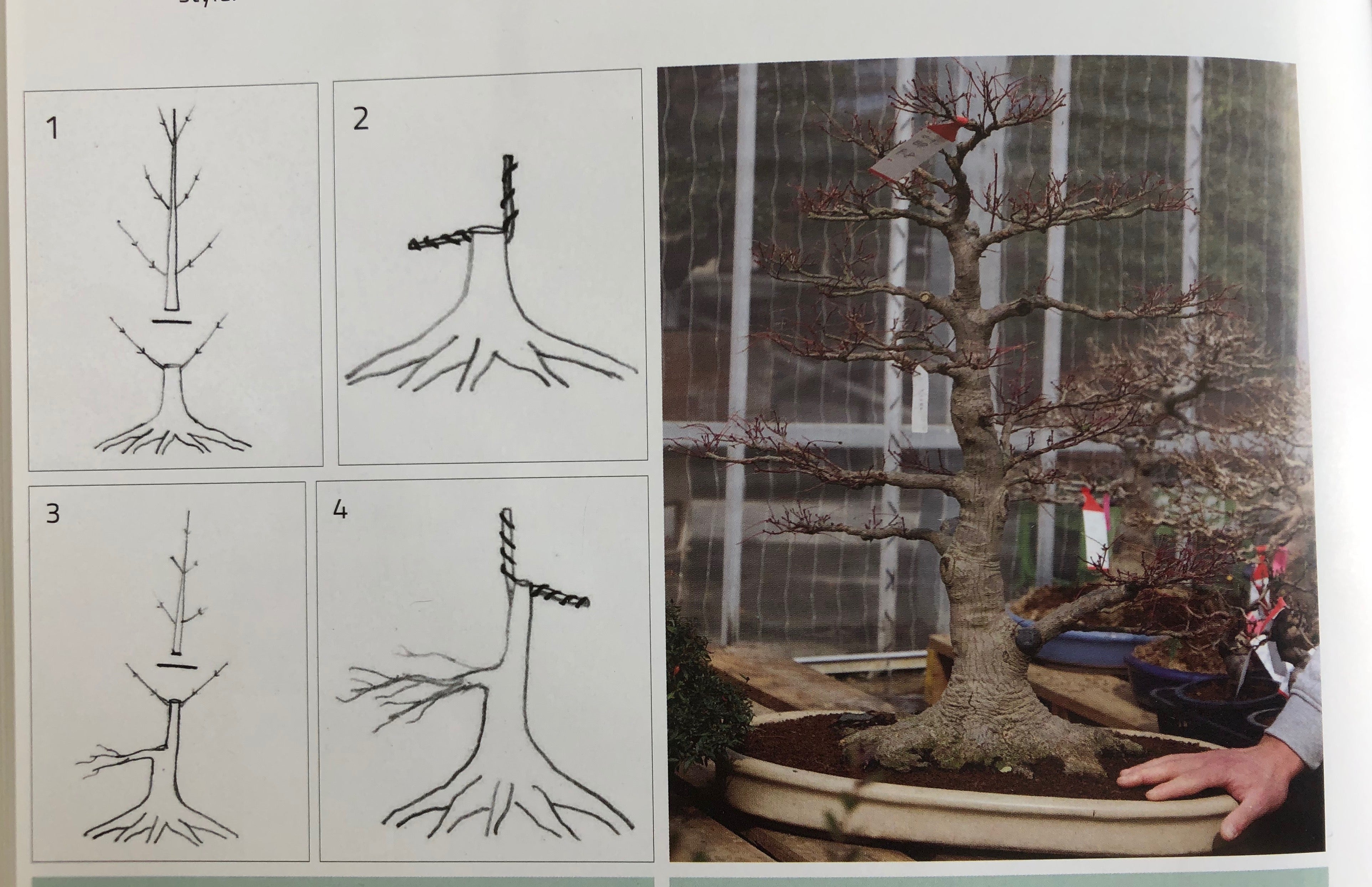 Acer palmatum 'Beni Chidori' (2025)