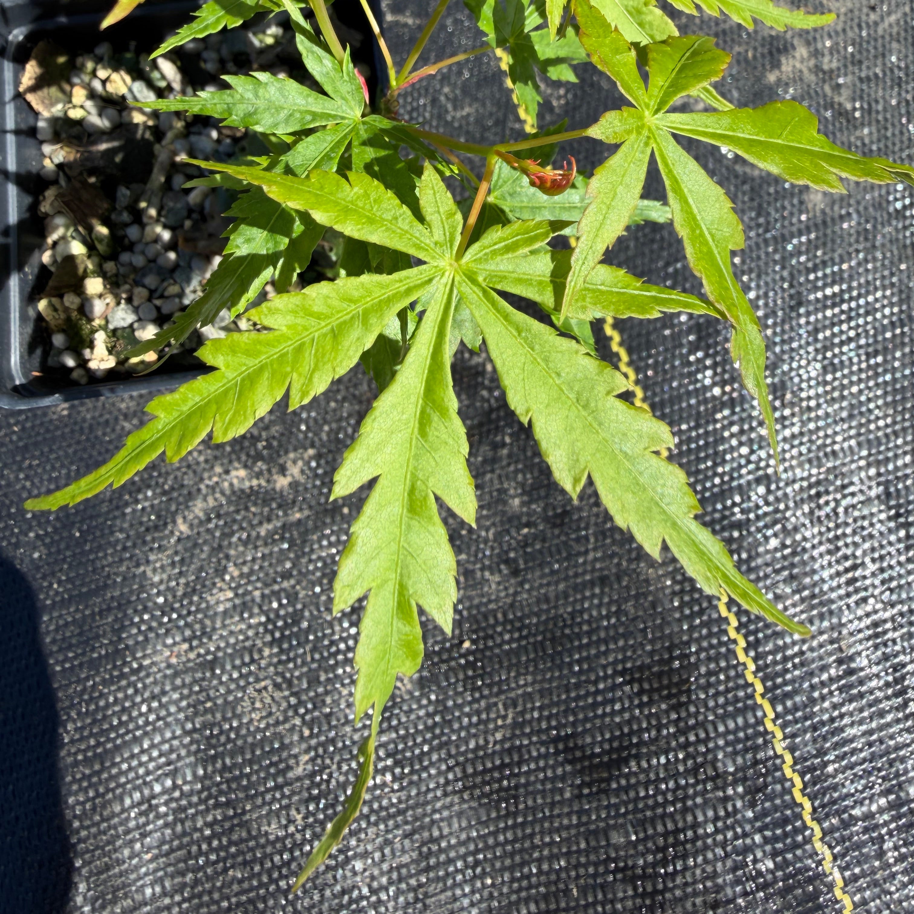Acer palmatum 'Katsura' (taille réduite)