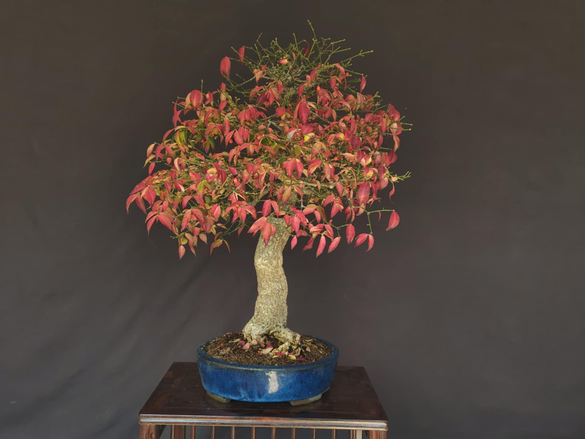 Euonymus