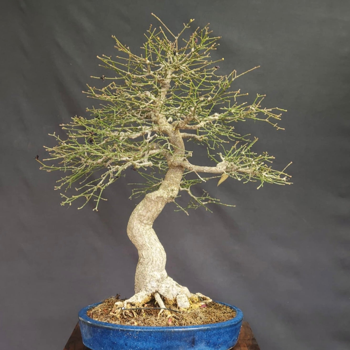 Une personne chanceuse gagnera un bonsaï Euonymus (fusain ailé) d'une valeur de 2000 $ importé du Japon