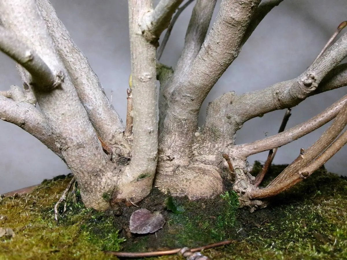 Corylopsis spicata Canada Bonsai