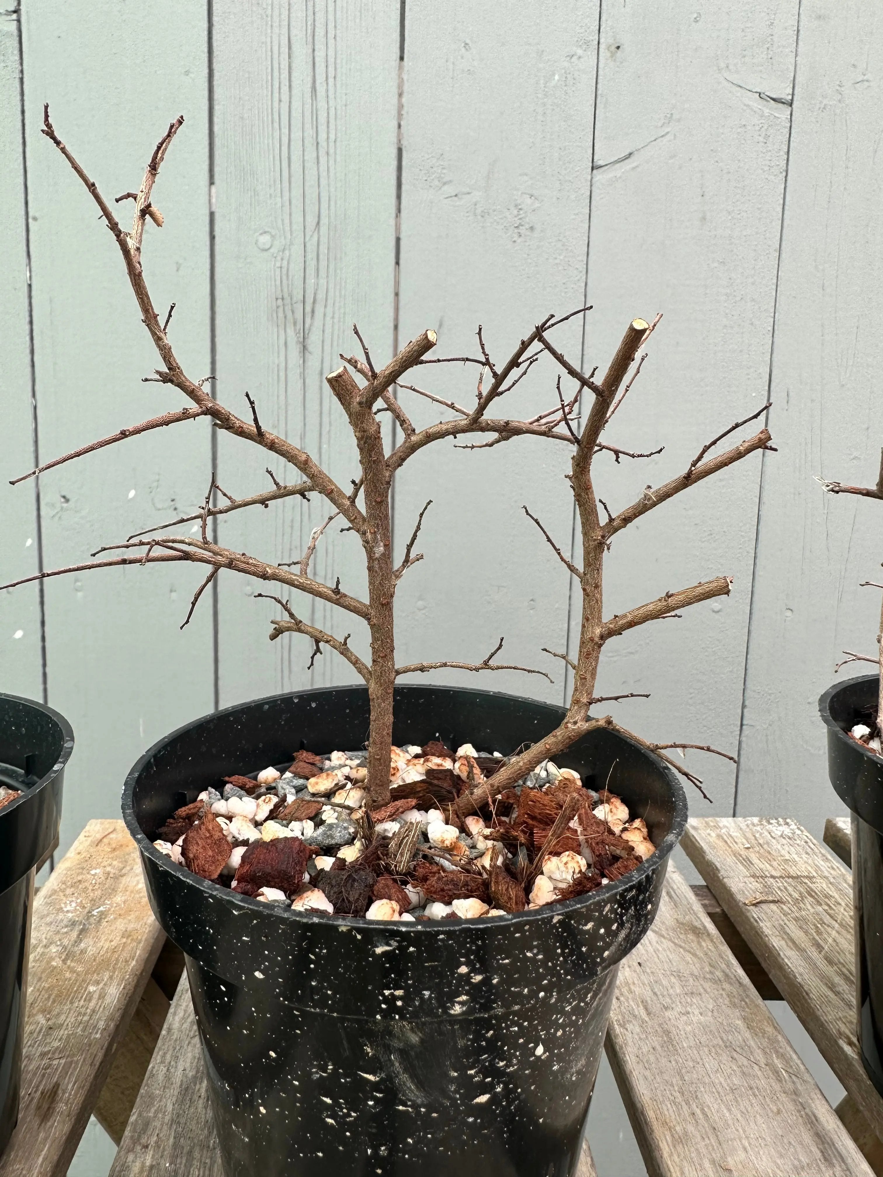 Chinese Elm Canada Bonsai